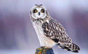 beautiful-owl-25001