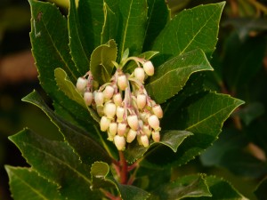 Arbutus unedo fiori