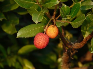 Arbutus unedo frutti