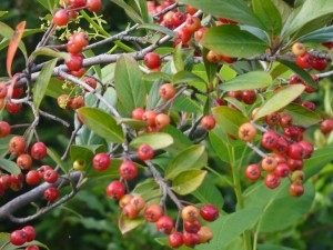 Aronia arbutifolia 'Brilliant'