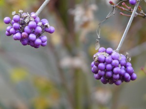 Callicarpa giraldiana