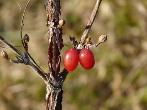 Cornus officinalis