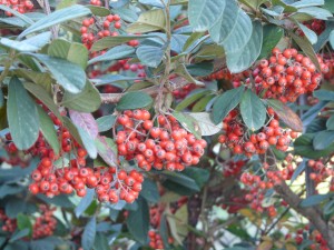 Cotoneaster lacteus