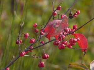 Euonymus europaeus 1