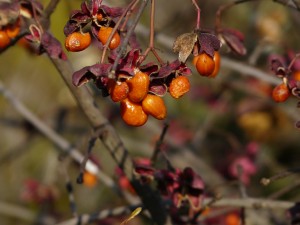 Euonymus europaeus 'Red Cascade'