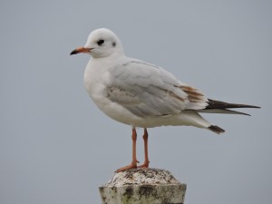 Gabbiano sconosciuto 032