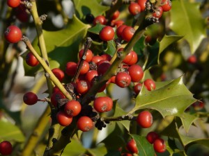 Ilex aquifolium