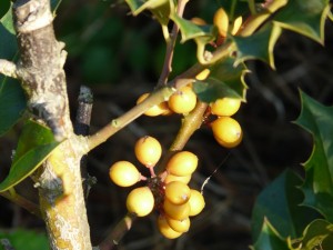 Ilex aquifolium 'Amber'