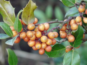 Ilex aquifolium 'Fructu Aurantiaca'