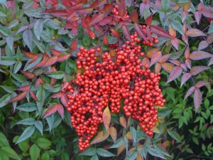 Nandina domestica