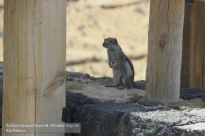 Canarie Barbary Ground Squirrel - Mirador Vega de Rio Palmas