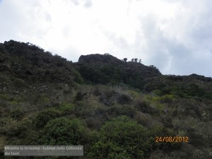 Canarie Mirador la Grimona - habitat della Colomba dei lauri