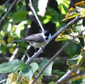 2019 10 17 Cincia alpestre Gabasio