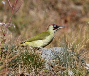 2019 10 17 Picchio verde Gabasio