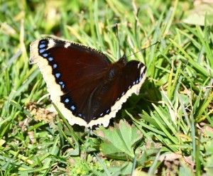 Nymphalis antiopa Gabasio