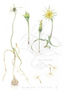 Tragopogon pratensis, Allium vineale