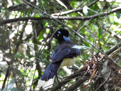 Cyanocorax chrysops (Ghiandaia felpata)