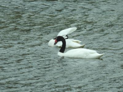 Cygnus melanocoryphus (Cigno collonero)