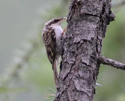 Rampichino alpestre                   