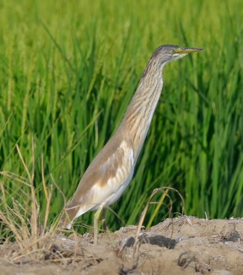 Sgarza ciuffetto                