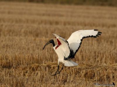 Ibis Sacro in atterraggio