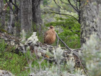 Phalcoboenus chimango (Caracara chimango)