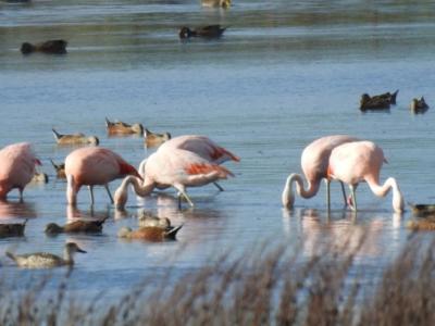 Phoenicopterus chilensis (Fenicottero del Cile)