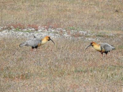 Theristicus melanopis (Ibis faccianera)