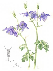 Aquilegia alpina