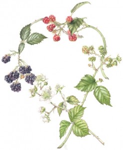 Rubus fruticosus