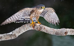 falcon-on-the-branch-24795