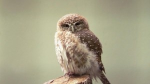 owl-25566