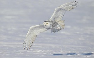 snowy-owl-24796